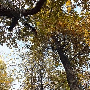 Yellow-throated Marten Overhead