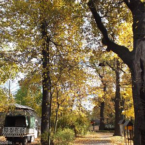 Yellow-throated Marten in the Trees