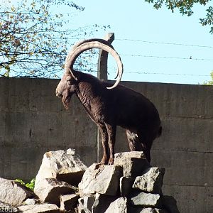 Siberian Ibex