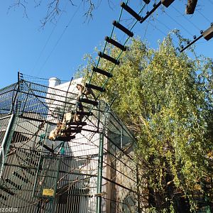 Black-and-gold Howler Monkeys Outside their Enclosure