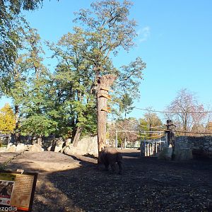 Pileated Gibbon Enclosure within Indian Rhino Enclosure