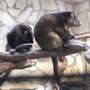 Bear Cuscus Pair