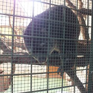 Bear Cuscus Comes up to Say Hello