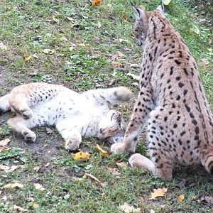 Lynx Mother and Cub Playing