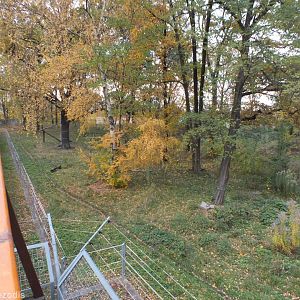 Autumnal Brown Bear Enclosure