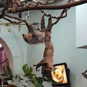 Sloth Reaches down to the Visitors