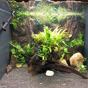 One of Many Beautiful Planted Tanks (Can you spot the pufferfish?)