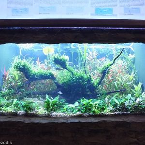 One of Many Beautiful Planted Tanks