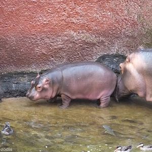 Mother and Baby Common Hippo - Afrykarium