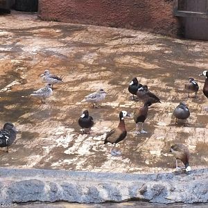 Various Duck Species - Afrykarium