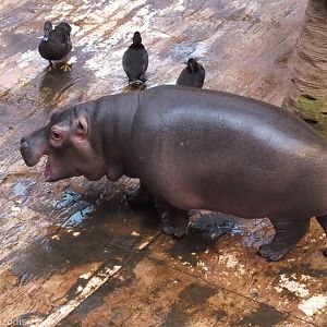 Baby Hippo Yawning - Afrykarium