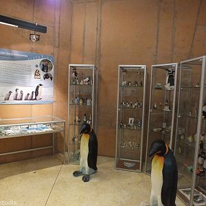 Display of Penguin Memorabilia - Afrykarium
