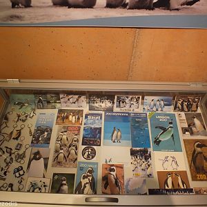Penguin-related Zoo Memorabilia - Afrykarium