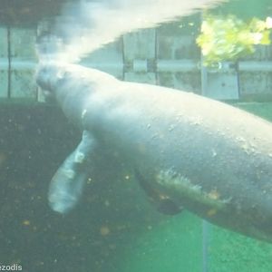 Manatee Covered in Sores? - Afrykarium