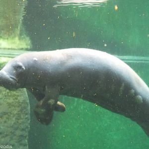 Manatee Covered in Sores? - Afrykarium