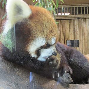red panda