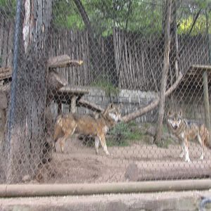 european wolves