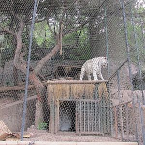 white bengal tiger