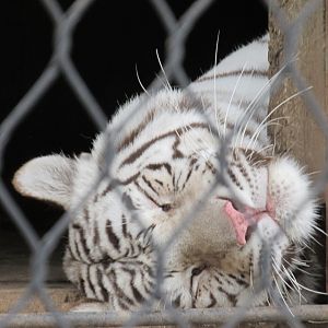 white bengal tiger