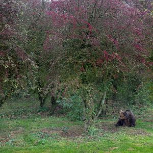 Brown bear (exhibit) : Whipsnade : 04 Nov 2016