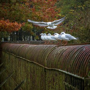 Brown bear (enclosure) : Whipsnade : 04 Nov 2016