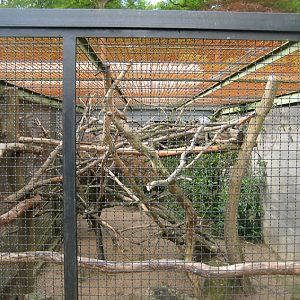 Parc Merveilleux - African grey parrot aviary