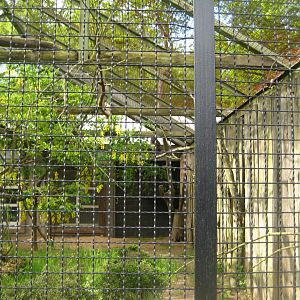 Parc Merveilleux - spotted eagle-owl aviary
