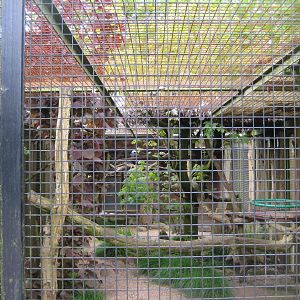 Parc Merveilleux - blue-throated piping guan aviary