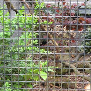 Parc Merveilleux - Himalayan monal aviary