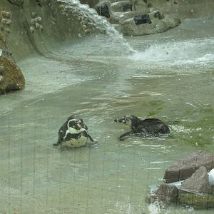 humboldt penguins