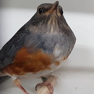 Grey-backed thrush - Turdus hortulorum