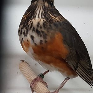 Grey-backed thrush - Turdus hortulorum