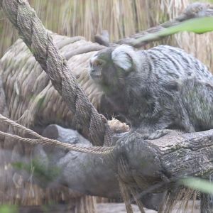 common marmoset