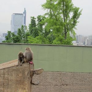 hamadryas baboon