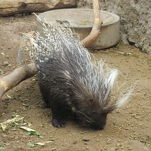 african crested porcupine