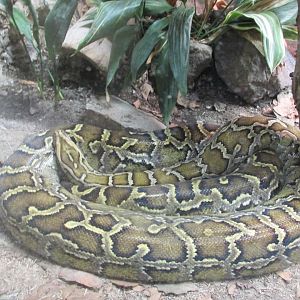 indian python