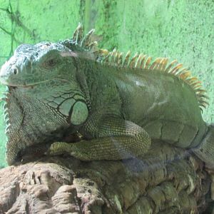 green iguana