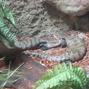 blue tongued skink