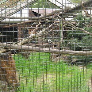 Parc Merveilleux - black-and-white ruffed lemur exhibit
