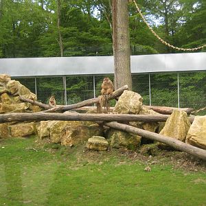 Parc Merveilleux - barbary macaque exhibit