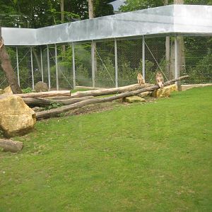 Parc Merveilleux - barbary macaque exhibit