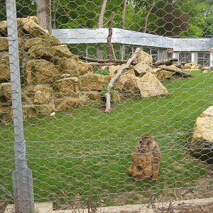 Parc Merveilleux - barbary macaque exhibit