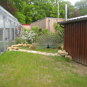 Parc Merveilleux - Indian peafowl