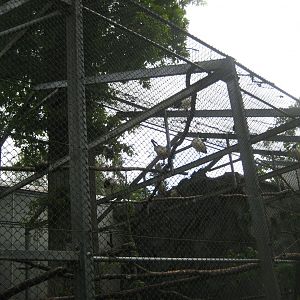 Parc Merveilleux - sacred ibis aviary