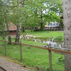 Parc Merveilleux - greater flamingo exhibit