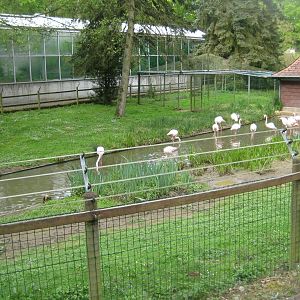 Parc Merveilleux - greater flamingo exhibit