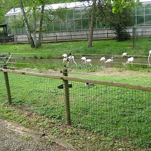 Parc Merveilleux - greater flamingo exhibit