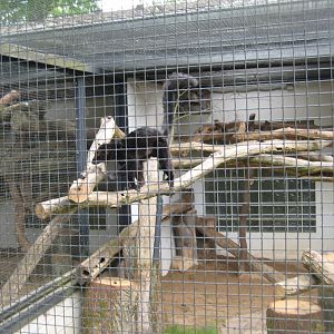 Parc Merveilleux - black lemur exhibit