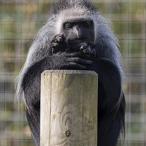 King Colobus Monkey