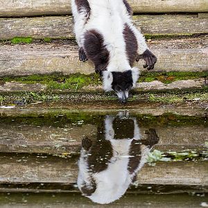 Black and White Ruffed Lemur